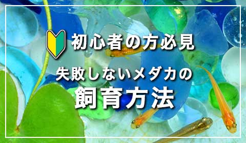 メダカの飼育方法